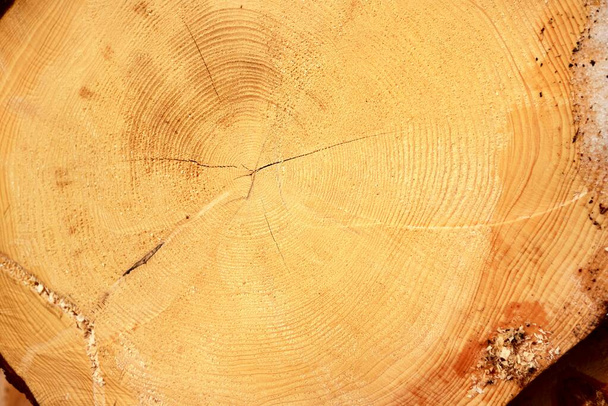 Ormanda yeni yapılmış odun, yakın plan. Tahta desen, doku, arka plan, grafik kaynak. Çevresel hasar, ekoloji, doğa, ahşap, ormansızlaşma, kereste endüstrisi, alternatif enerji - Fotoğraf, Görsel