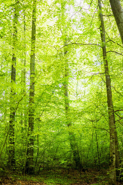 Summer forest landscape. Green beech forest, trees closeup. Germany - Fotoğraf, Görsel