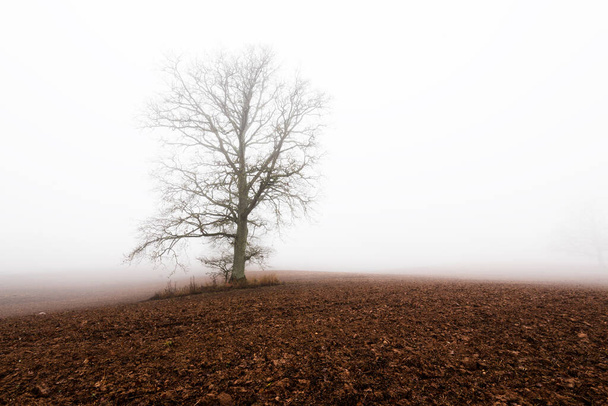 Maalaismaisema. Tyhjä pelto voimakkaassa aamusumussa. Vanha tammi ilman lehtiä lähikuva. Latvia - Valokuva, kuva
