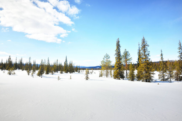 Vista panorámica de las colinas cubiertas de nieve en un día claro de invierno. Montañas y bosque de coníferas en el fondo. Península de Kola, región de Murmansk, círculo polar, Karelia, Rusia - Foto, Imagen