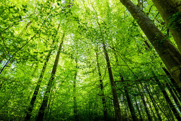 Paisaje forestal de verano. Bosque de haya verde, árboles en primer plano. Alemania - Foto, imagen