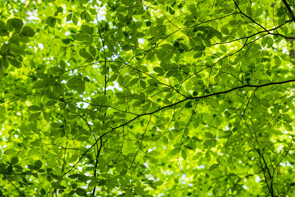 Summer forest landscape. Green beech forest, trees closeup. Germany - Φωτογραφία, εικόνα
