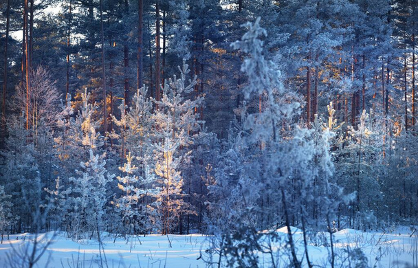 Boróka, lucfenyő és fenyőfák naplementekor. Tűlevelű erdő hóvihar után. Téli csodaország. Finnország - Fotó, kép