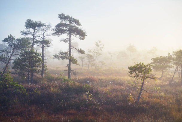 Un pantano al amanecer. Suelo del bosque de flores de brezo florecientes, pinos jóvenes de cerca. Niebla y cielo azul claro de la mañana. Parque nacional de Kemeri, Letonia - Foto, imagen