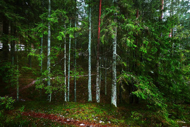 Путь через таинственный вечнозеленый лес. Сосна, ель, ели, бревна крупным планом. Золотые осенние листья. Природа, времена года, экология, экология в Швеции. Темно-атмосферный ландшафт - Фото, изображение