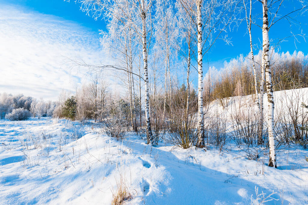 Junge, frostige Birken an einem sonnigen Wintertag nach einem Schneesturm. Schneeflocken fallen. Schneebedeckte Hügel im alten Stadtpark. Ulbroka, Lettland. Umweltschutz, Freizeitthema - Foto, Bild