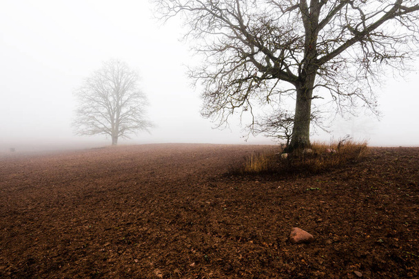 Krajina. Prázdné zemědělské pole v silné ranní mlze. Starý dub bez listí zblízka. Lotyšsko - Fotografie, Obrázek