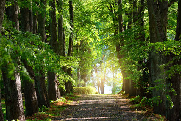 Letní krajina. Ulička mezi vysokými zelenými stromy v městském parku. Jasné slunce a modrá obloha. Riga, Lotyšsko - Fotografie, Obrázek
