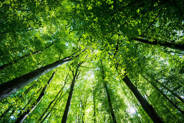 Summer forest landscape. Green beech forest, trees closeup. Germany - Φωτογραφία, εικόνα