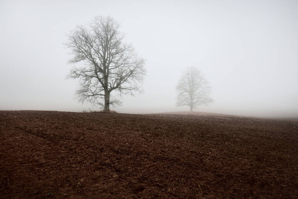 Landschaften. Ein leeres landwirtschaftliches Feld im starken Morgennebel. Alte Eiche ohne Blätter in Großaufnahme. Polen - Foto, Bild