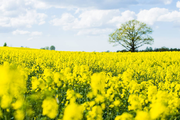 Spring country landscape. View of the flowering rapeseed field and forest in the background on a clear sunny day. Green tree close up. Latvia - Foto, Imagen