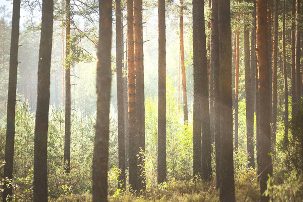 Bosque verde de verano en un día soleado, Letonia - Foto, imagen
