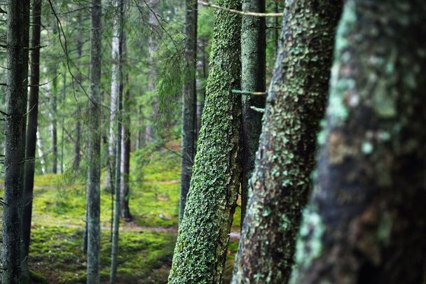 神秘的な常緑の森。松、トウヒ、モミの木。苔むした木のクローズアップ。自然、季節、生態系、スウェーデンの環境保全。暗い大気の風景 - 写真・画像