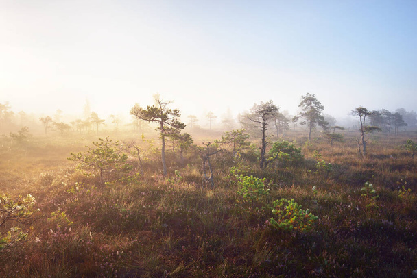 Una palude all'alba. Pavimento forestale di fiori erica in fiore, pini giovani primo piano. Nebbia e cielo azzurro chiaro del mattino. Parco nazionale di Kemeri, Lettonia - Foto, immagini