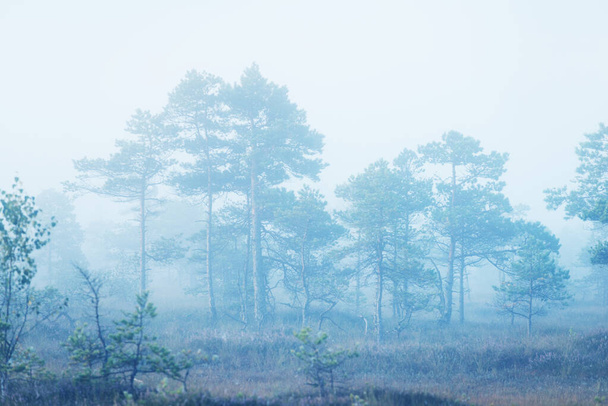 Una palude all'alba. Piccoli pini in primo piano. Nebbia e cielo azzurro chiaro del mattino. Kemeri, Lettonia - Foto, immagini
