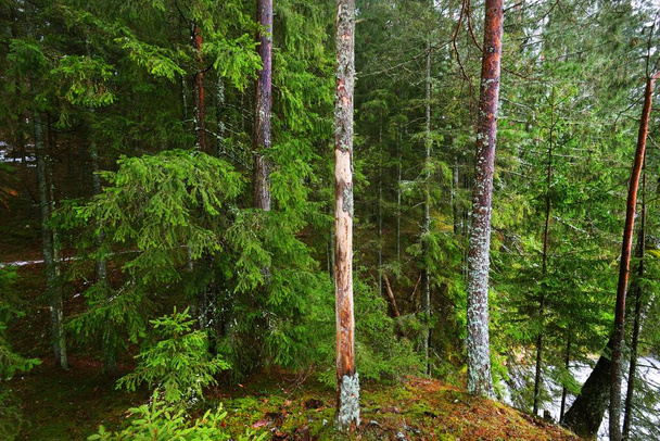 Μονοπάτι μέσα από μυστηριώδες αειθαλές δάσος. Πεύκο, έλατο, έλατα, κούτσουρα από κοντά. Χρυσά φθινοπωρινά φύλλα. Φύση, εποχές, οικολογία, προστασία του περιβάλλοντος στη Σουηδία. Σκοτεινό ατμοσφαιρικό τοπίο - Φωτογραφία, εικόνα