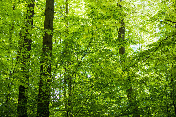 Letni krajobraz lasu. Zielony las bukowy, zbliżenie drzew. Niemcy - Zdjęcie, obraz
