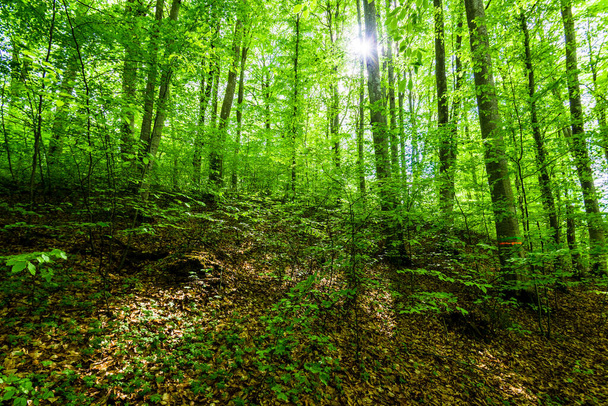 Estate paesaggio forestale. Bosco di faggio verde, primo piano alberi. Paesi Bassi - Foto, immagini