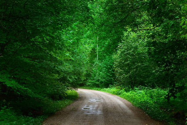Green summer forest on a sunny day, Latvia - Fotó, kép