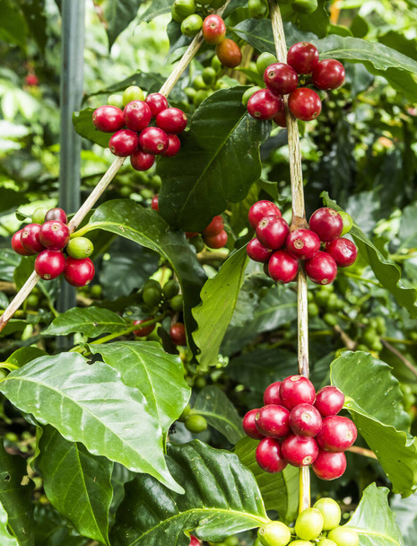 コーヒー豆が入ったコーヒーの木。台湾・雲林. - 写真・画像