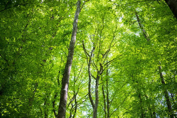 Paisaje forestal de verano. Bosque de haya verde, árboles en primer plano. Alemania - Foto, Imagen