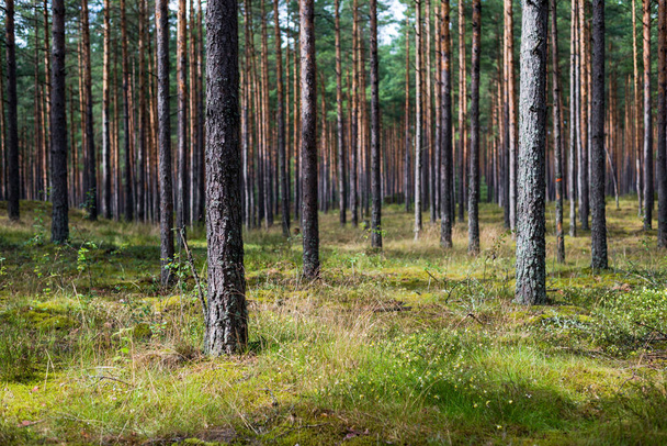 Kiefernwald nach dem Regen. Bäume, Moos und Farne aus nächster Nähe. Sommerlandschaft. Finnland - Foto, Bild