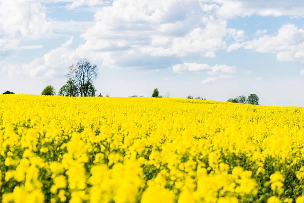Piękne pole z żółtymi kwiatami - Zdjęcie, obraz