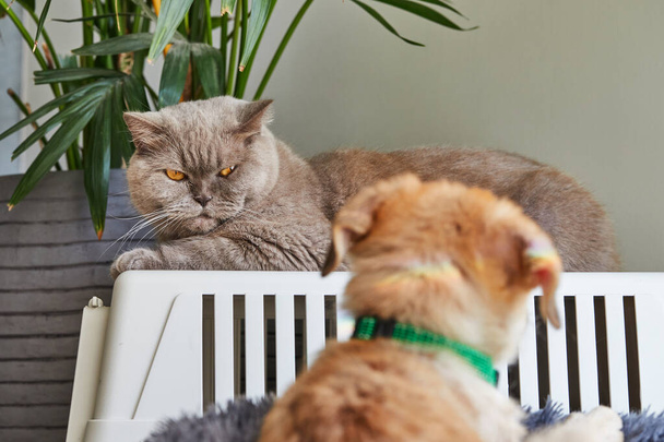 Egy ősz brit macska és egy cuki vörös kiskutya elöl. - Fotó, kép