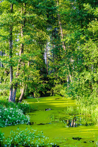 Rämeinen metsäjoki ja vihreitä puita auringonlaskun aikaan. Kirkas kesäpäivä. Latvia - Valokuva, kuva
