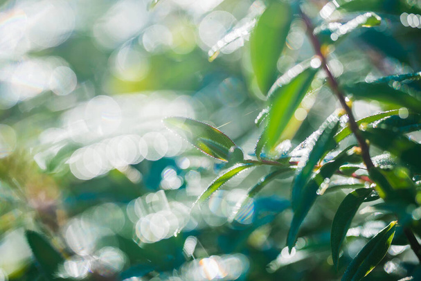 Zonnige zomerdag in het bos. Groene bladeren textuur, close-up - Foto, afbeelding