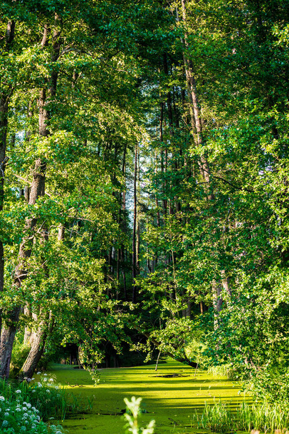 Bagnista rzeka leśna i zielone drzewa o zachodzie słońca. Przejrzysty letni dzień. Łotwa - Zdjęcie, obraz