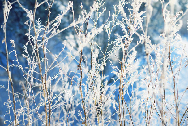 晴れた冬の日には雪に覆われた田園地帯。植物の近くの霜。ラトビア - 写真・画像