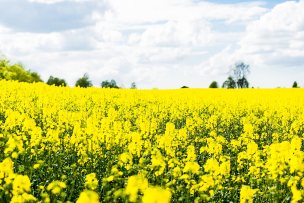 Hermoso campo con flores amarillas - Foto, imagen