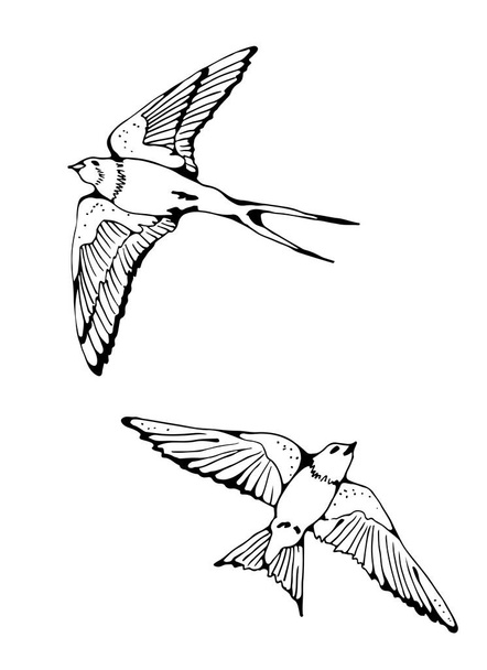 Swallow and House Martin birds vector set, hand drawn collection - Vektor, Bild