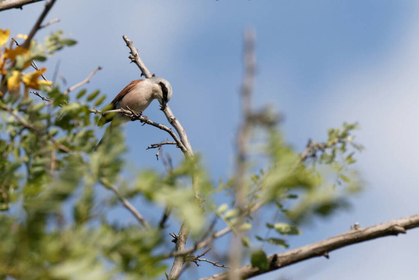 Un chillido con respaldo rojo. Un pequeño pájaro cantor se sienta en una rama seca contra el cielo azul. Hábitat natural Vida silvestre. Ucrania. - Foto, Imagen