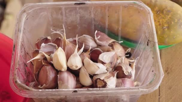 Összecsukható a fokhagyma termés egy tartályba ültetés előtt a téli - Felvétel, videó