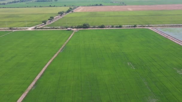 letecký pohled z letícího dronu polní rýže s krajinně zeleným vzorem příroda pozadí, horní pohled pole rýže - Záběry, video