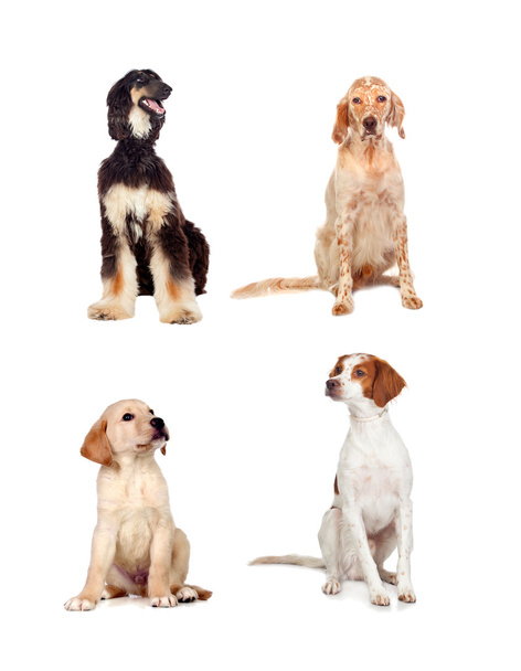 čtyři psi různých ras, sedí - Fotografie, Obrázek
