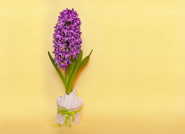 roze hyacint bloem in een pot met een cadeau strik op een gele achtergrond - Foto, afbeelding
