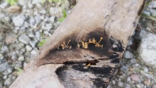 orangish dakryopinax spathularia sienet itämistä lahoava lankku puu. - Materiaali, video