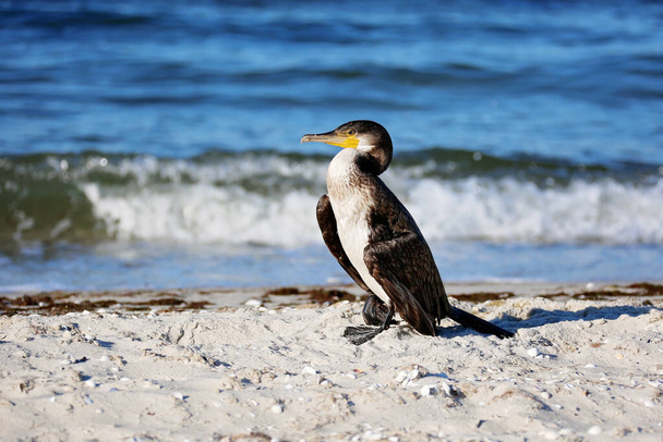 Great black cormorant, Phalacrocorax carb, dry feathers on the sea beach. Close-up. - Photo, Image