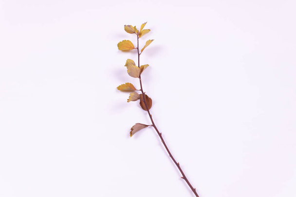 branch with yellowed leaves top view - Foto, Bild