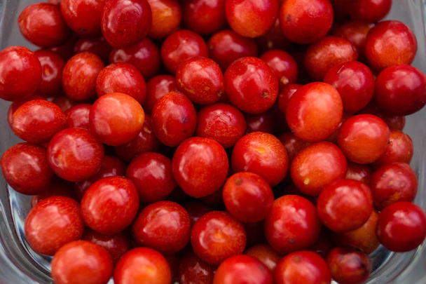 the Viburnum red berries - 写真・画像