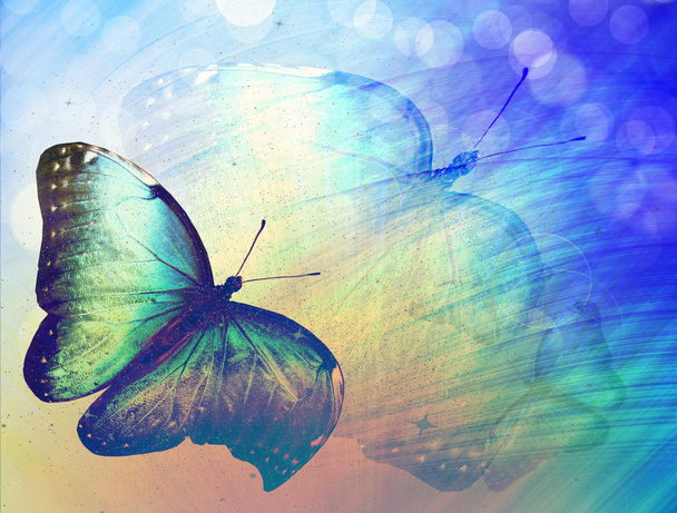 Sunshine with butterfly - Photo, Image