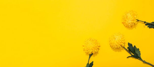 Bright petals of lush chrysanthemum on yellow background with copy space. Banner frame with flower in a minimalist style. Golden wallpaper. Delicious aroma of plant. Hello spring, summer time. Three. - Photo, Image