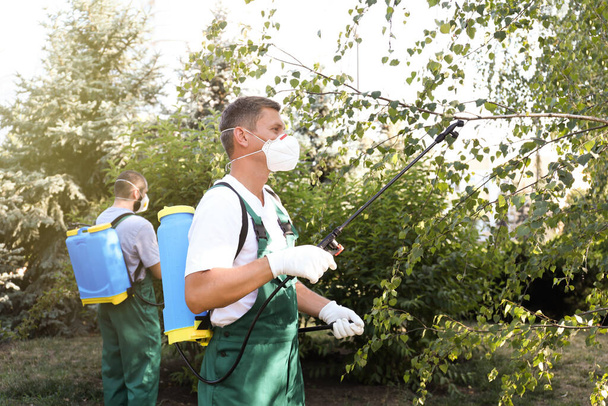 Workers spraying pesticide onto tree outdoors. Pest control - 写真・画像