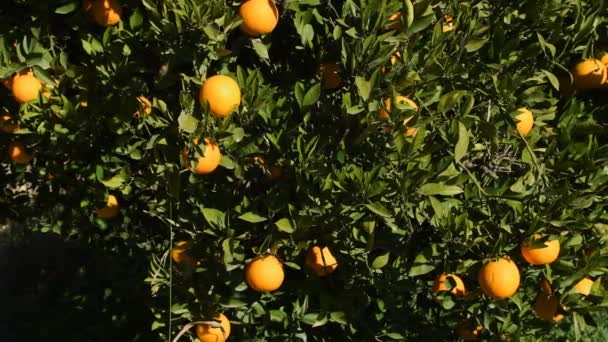 Orangenbaum mit reifen Orangen, Dolly Shot - Filmmaterial, Video