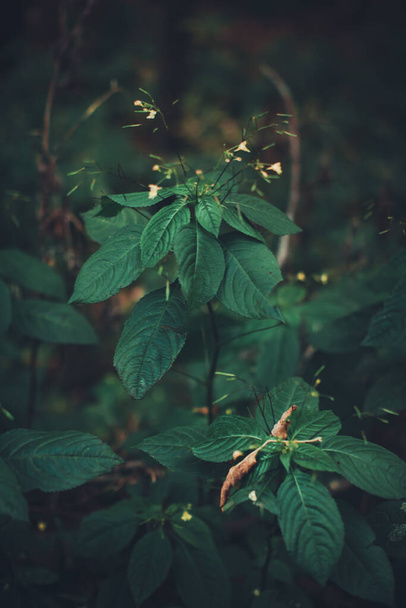 Grüne Waldpflanzen aus nächster Nähe, schönes Farb-Makro-Foto von frischen Pflanzen und Blumen im Sommer - Foto, Bild