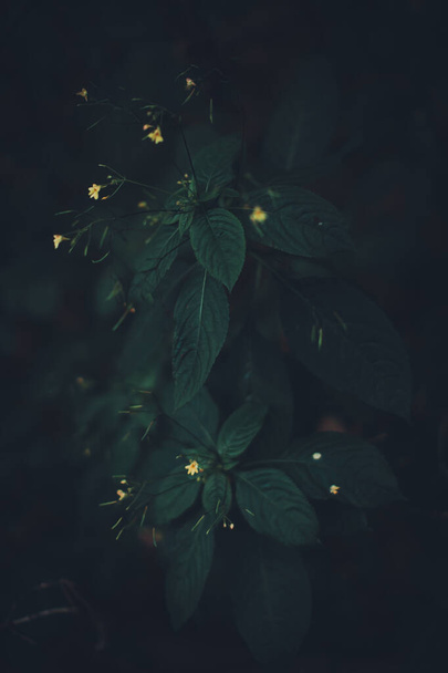 Groene bos planten close-up, mooie kleur macro foto van verse planten en bloemen in de zomer - Foto, afbeelding