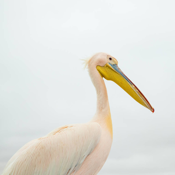 A closeup shot of a beautiful pelican perched on the shore - Zdjęcie, obraz